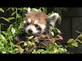 レッサーパンダ　アラタちゃん　木の茂みに隠されたリンゴを探し出す　【浜松市動物園】red panda arata chan hamamatsu zoo