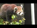 レッサーパンダ　アラタちゃん　木の茂みに隠されたリンゴを探し出す　【浜松市動物園】red panda arata chan hamamatsu zoo