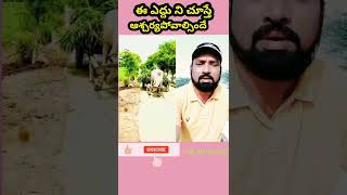 ఎద్దు నిచూస్తే #trolling #comedy #short #telugu #short#training #shot #telugu #skhussain