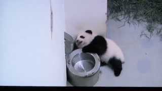 圓仔仔跌倒後不理水桶君Giant Panda Cub Yuan ZAi