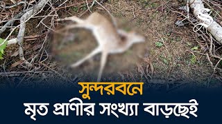 ঘূর্ণিঝড় রিমালের জলোচ্ছ্বাসে সুন্দরবনে মৃত প্রাণীর সংখ্যা বেড়েই চলেছে | Animal deaths in Sundarbans