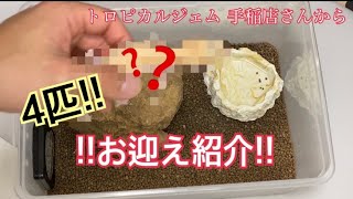 【爬虫類】4匹お迎え！！