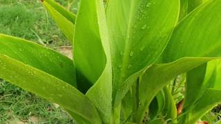 how to grow aspidistra plant | how to look after an aspidistra plant |  aspidistra plant