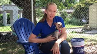 Rescued Yorkies at Ulster County SPCA all accounted for