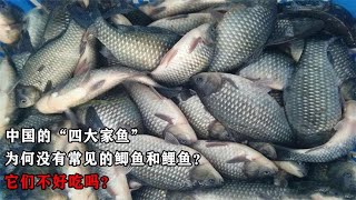 中国“四大家鱼”中，为何没有鲫鱼和鲤鱼？是因为它们不好吃吗？