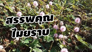 ไมยราบ ทั้งต้นมีฤทธิ์ต้านการอักเสบ Sensitive plant