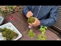 【苔玉の作り方】寄せ植えモミジで苔玉を作る方法を解説