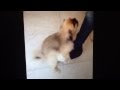 My Horny Dog Bother My Girldfriend | Horny Dog FAIL!