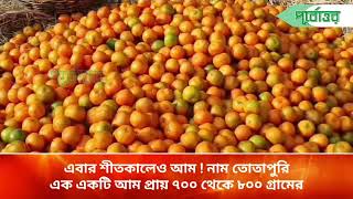 এবার শীতকালেও আম! নাম তোতাপুরি, এক একটি আম প্রায় ৭০০ থেকে ৮০০ গ্রামের