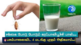 சக்கை போடு போடும் கரப்பான்பூச்சி பால்... பசும்பாலைவிட 4 மடங்கு புரதம் அதிகமாம்... - Tamil TV