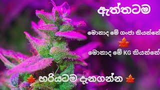 ඇත්තටම ගංජා කියන්නේ මොනාද | KG කියන්නේ මොනාද | ඇත්ත දැනගන්න මේ Video එක බලන්න | Marijuana Lovers 🚀