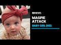 Parents whose baby died after magpie attack praised for quick response | ABC News