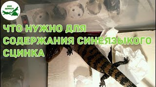 что нужно для содержания синеязыкого сцинка (1 часть)