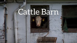 Cattle Barn | Farm Ambience
