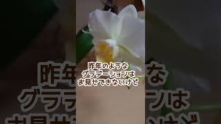 色が３日で変わる胡蝶蘭 今年も可愛い黄色から白へ