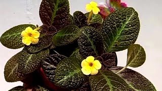 40 espécies de plantas flores e folhagens que cultivo em vasos ou jardim dicas e cuidados!