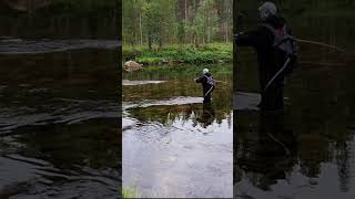 Dry fly grayling. 🎣🏞#flyfishing #fishing #harjus #harr #grayling #kalastus #äsche #perhokalastus