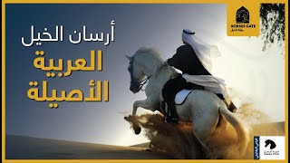 أرسان الخيل العربية الأصيلة