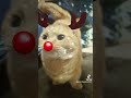 メリークリスマス短足猫ルン マンチカン 短足マンチカン cat 猫