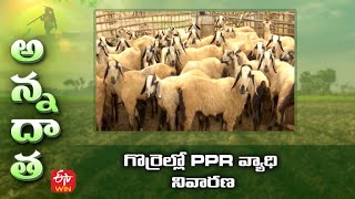 గొర్రెల్లో PPR వ్యాధి నివారణ | PPR disease in sheep | ETV Telugu