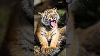 The 5 Stages of a Tiger's Life - from Cub to Apex Predator!