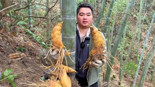 挖冬笋就要找跑山竹，笋又大又多，学会了你也能成为挖笋高手