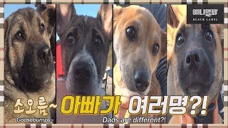 내 똥강아지들이 아빠에 대해 묻기 시작했다.. ㅣ똥개지오그래피 2화 경북 경산 육아맘 똥개 영미편 Rural Dog Geography EP2