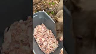 Watch dogs eat 40 pounds of raw chicken 🍗 #burrnationk9s #pet #raw #rawchicken #rawfeeding #dog