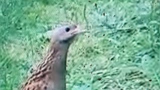 Corncrake