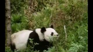 Oso Panda(Documental)Cuarta Parte Oso Panda(Documental)Cuarta Parte