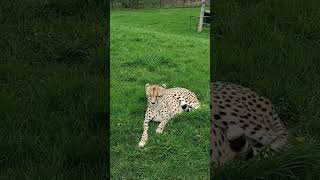 Beautiful Cheetah #cat #animals #cheetah #wildlife #cheetahs #catsofinstagram #catsoftiktok #cats