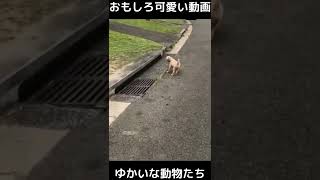 おもしろ可愛い猫と犬　ゆかいな動物たち　funny \u0026 cute cats , dogs and animals　#shorts