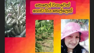 කෙල්ලෙක් ගේ සුපිරි වැඩක් . සල්ලි මවන කෙසෙල් වගාව.