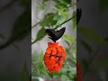 papilio protenor🦋 spangle butterfly spangle nature wildlife nikon butterfly nikond3500