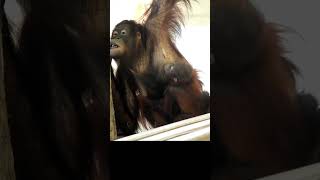 Surya is feeding baby Nilah.#shorts#funnyvideos#orangutans#funnyanimals#zoo#respect