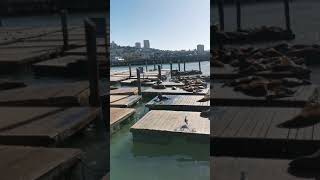 San Francisco Pier 39  旧金山渔人码头