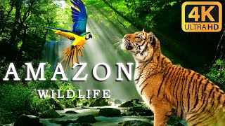 Amazon Wildlife In 4K - Animals That Call The Jungle Home | Amazon Rainforest | Relaxation Music