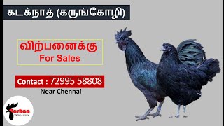 Kadaknath kozhi valarpu \u0026 sales  chennai கடக்நாத் கோழி (கருங்கோழி) வளர்ப்பு \u0026 விற்பனைக்கு chennai