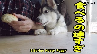 食べるのが速すぎるハスキー犬がかわいい Husky Puppy