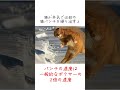 猫の猫パンチについての秘密を暴露します😊【猫の雑学】 shorts ねこのいる暮らし