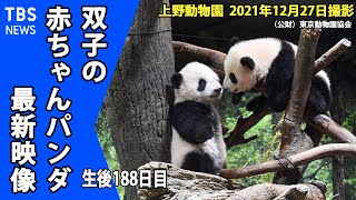 【最新映像】上野動物園 双子の赤ちゃんパンダ 木登りも上手に でも時々すってんころりん（１２月２７日撮影）