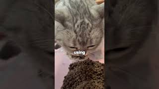 This cat has an incredible technique to eat!