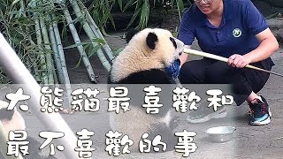 《熊貓早晚安》大熊貓最喜歡和最不喜歡的事 | iPanda熊貓頻道