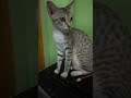 cute cat videos #music #song #love #tamilsong #tamil #cat #afvfam #funnyanimal #kitten