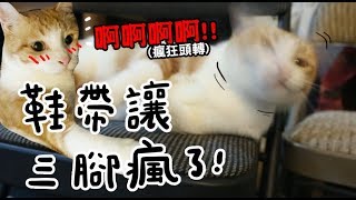 【黃阿瑪的後宮生活】鞋帶讓三腳瘋了！？