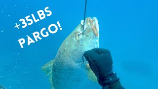 Baja Series Ep. 3 - Spearfishing Baja California Sur