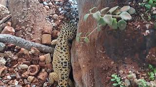 【豹紋守宮】豹紋守宮 Leopard gecko