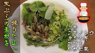 【山菜】山へ天ぷらの素材を採りに行く! そして食らう!