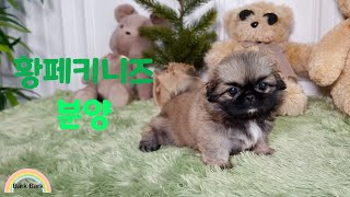 페키니즈 분양 [Pekingese Puppy For Sale.]