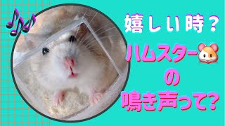 【ハムスター】🐹ハムスターの鳴き声#ジャンガリアン  #鳴く声 #嬉しい時 #かわいいハムスター